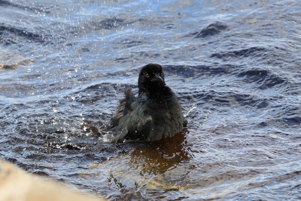 Boat-tailed Grackle - ML294950511