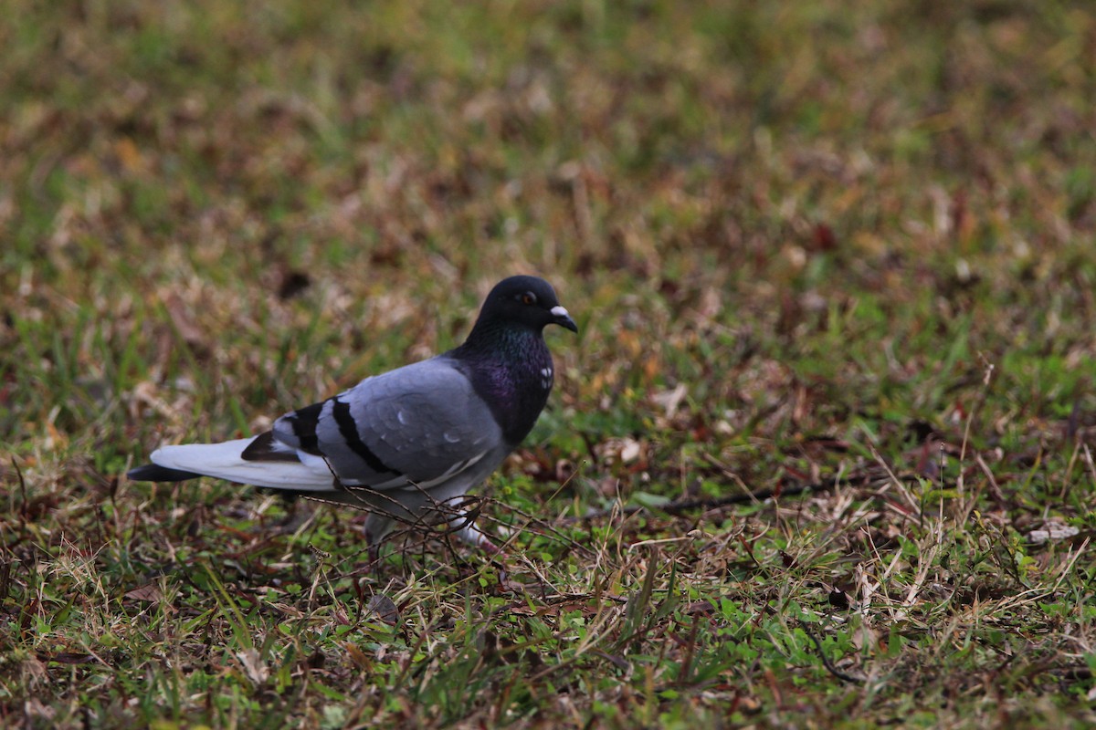 Rock Pigeon (Feral Pigeon) - ML294950621