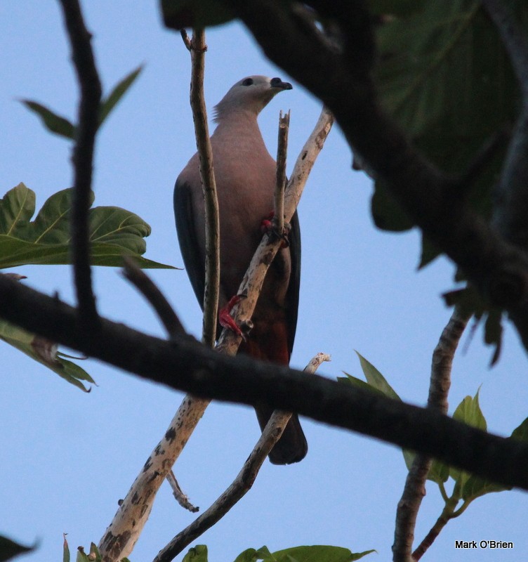 Pacific Imperial-Pigeon - ML29495121