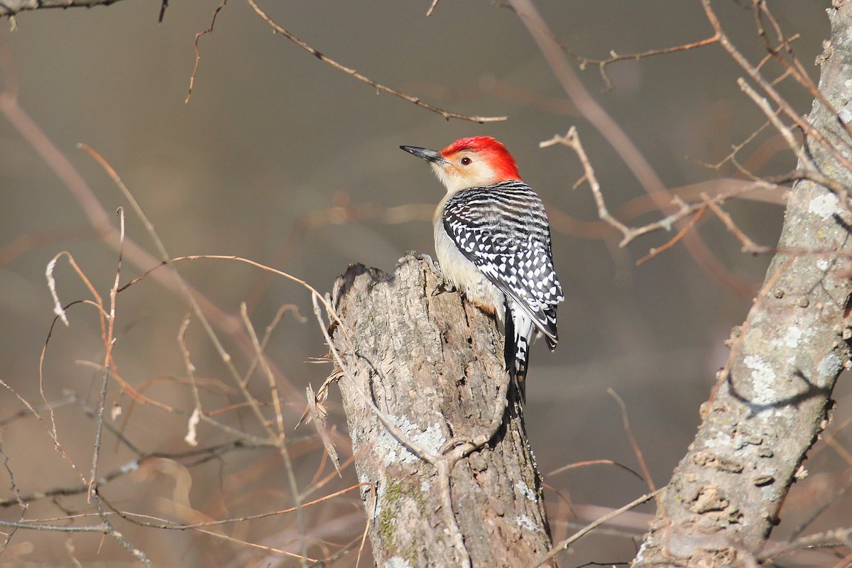 Red-bellied Woodpecker - ML294951711