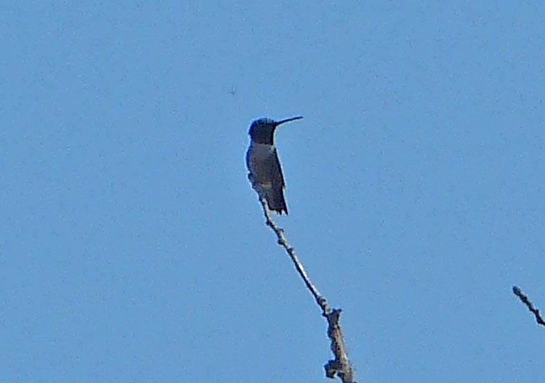 Black-chinned Hummingbird - lynda fenneman