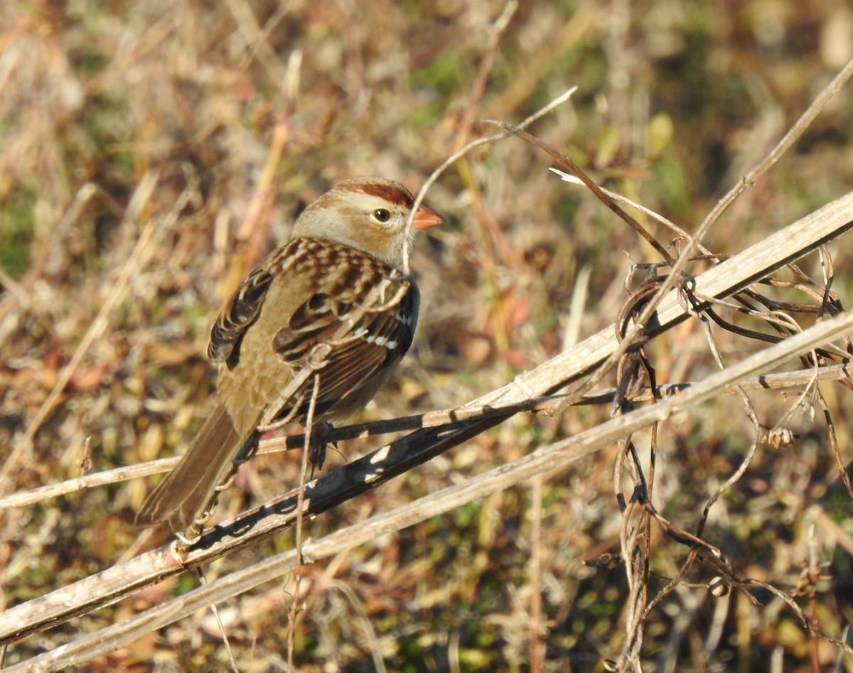 White-crowned Sparrow - Daniel Lane