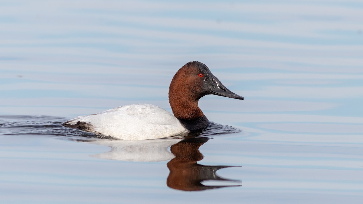 Canvasback - Foster Wang