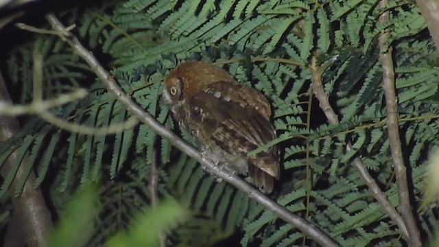 Tropical Screech-Owl - ML294960281