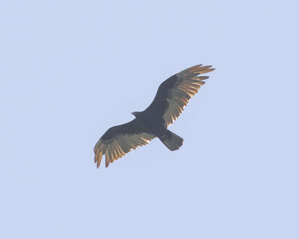 Turkey Vulture - ML294966321
