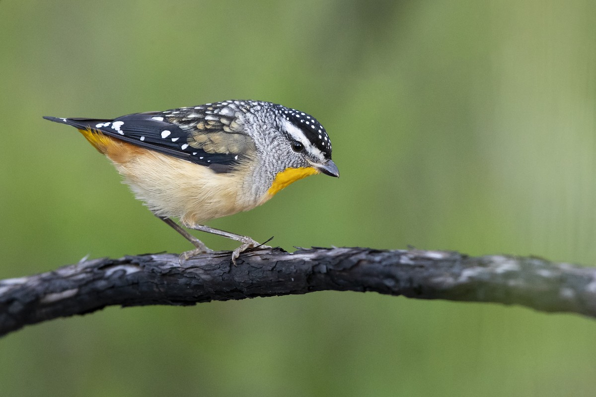 Spotted Pardalote - ML294966781