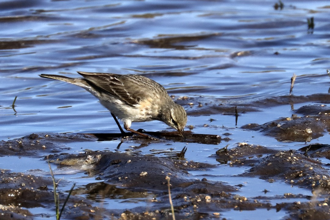 Water Pipit - ML294971711