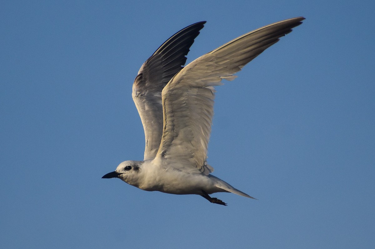 Gull-billed Tern - Gabriel Pulgar Guardiola