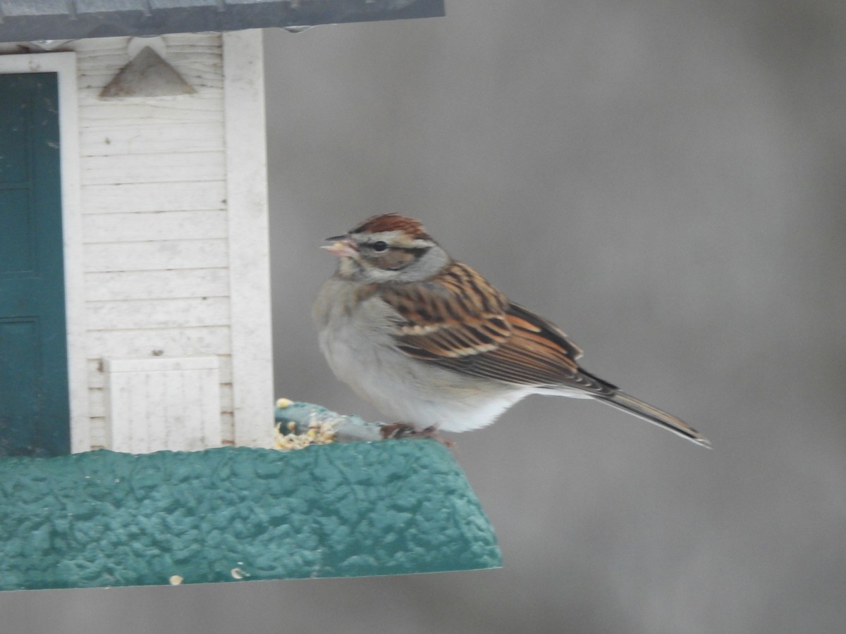 Chipping Sparrow - ML294973991