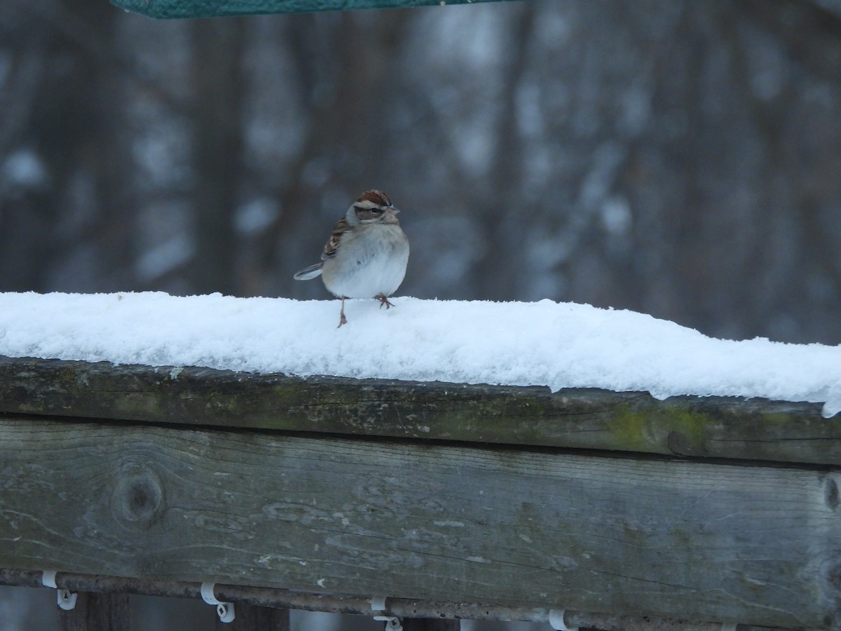Chipping Sparrow - ML294974231