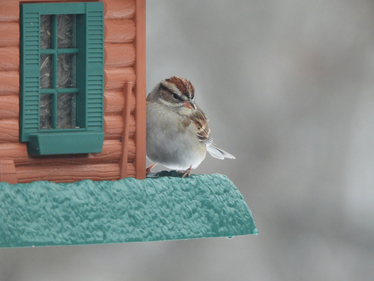 Chipping Sparrow - ML294974261