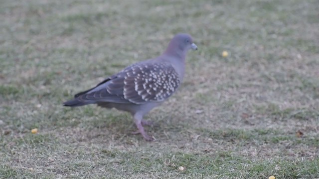 Spot-winged Pigeon - ML294974421