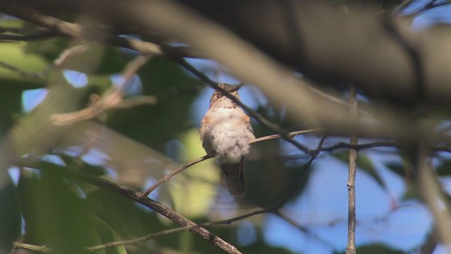 Rufous Hummingbird - ML294977361