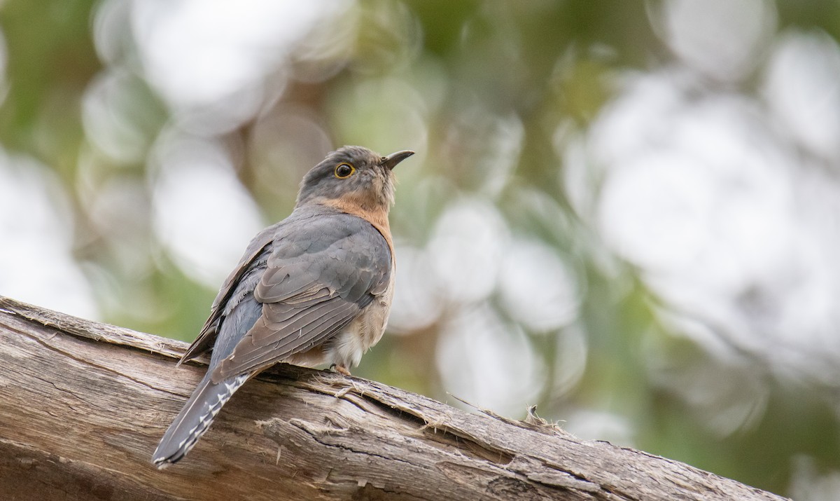 Fan-tailed Cuckoo - Paul Brooks