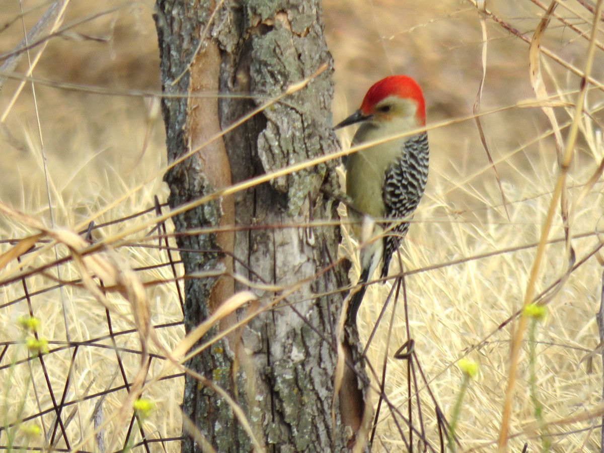 Red-bellied Woodpecker - Tal Roberts