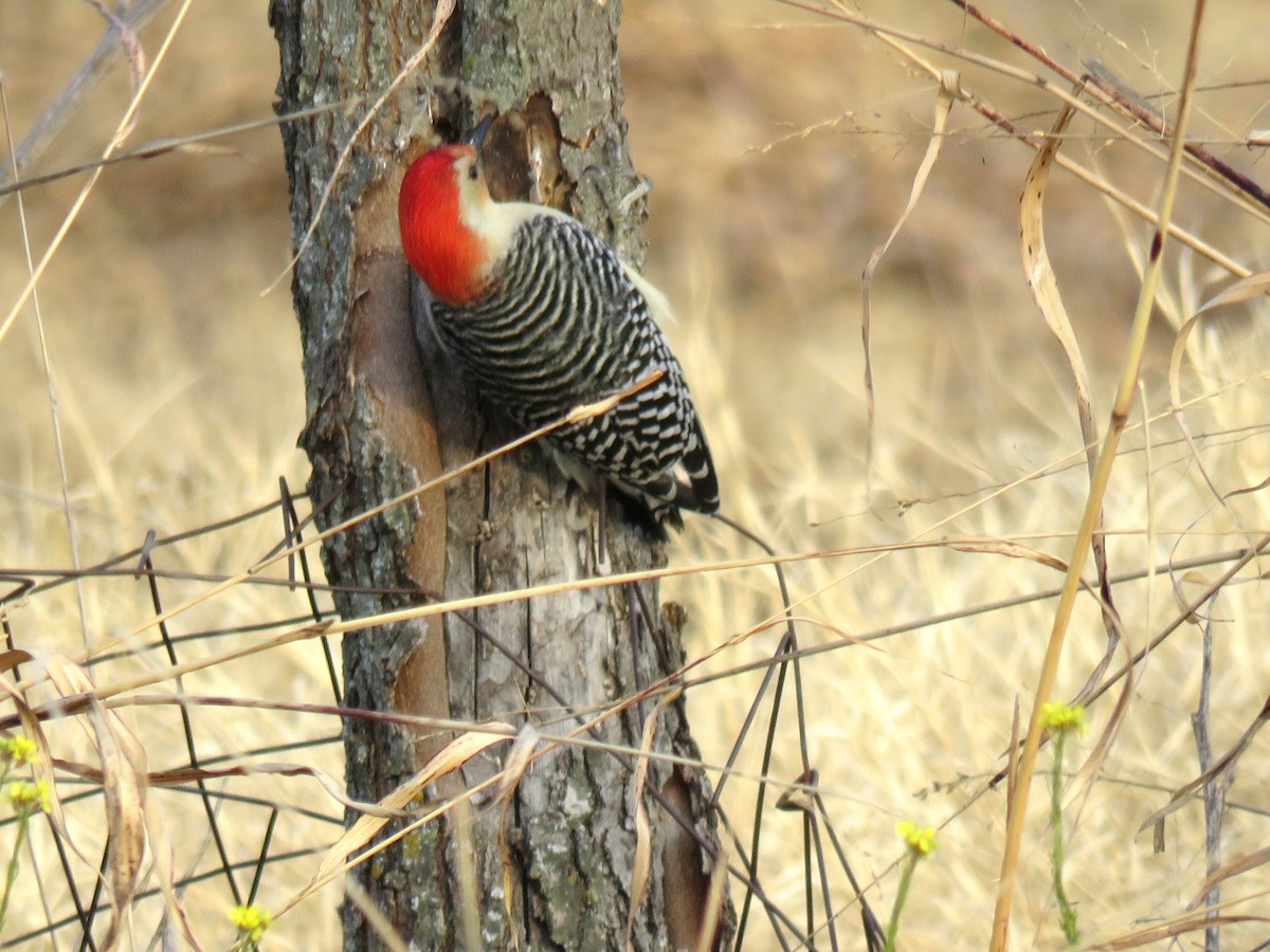 Red-bellied Woodpecker - Tal Roberts