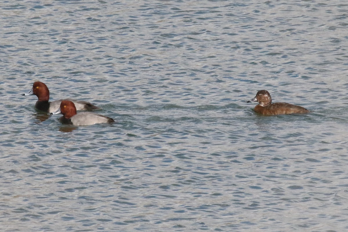 eBird Checklist 5 Jan 2021 Donna Landfill and Ponds 25 species