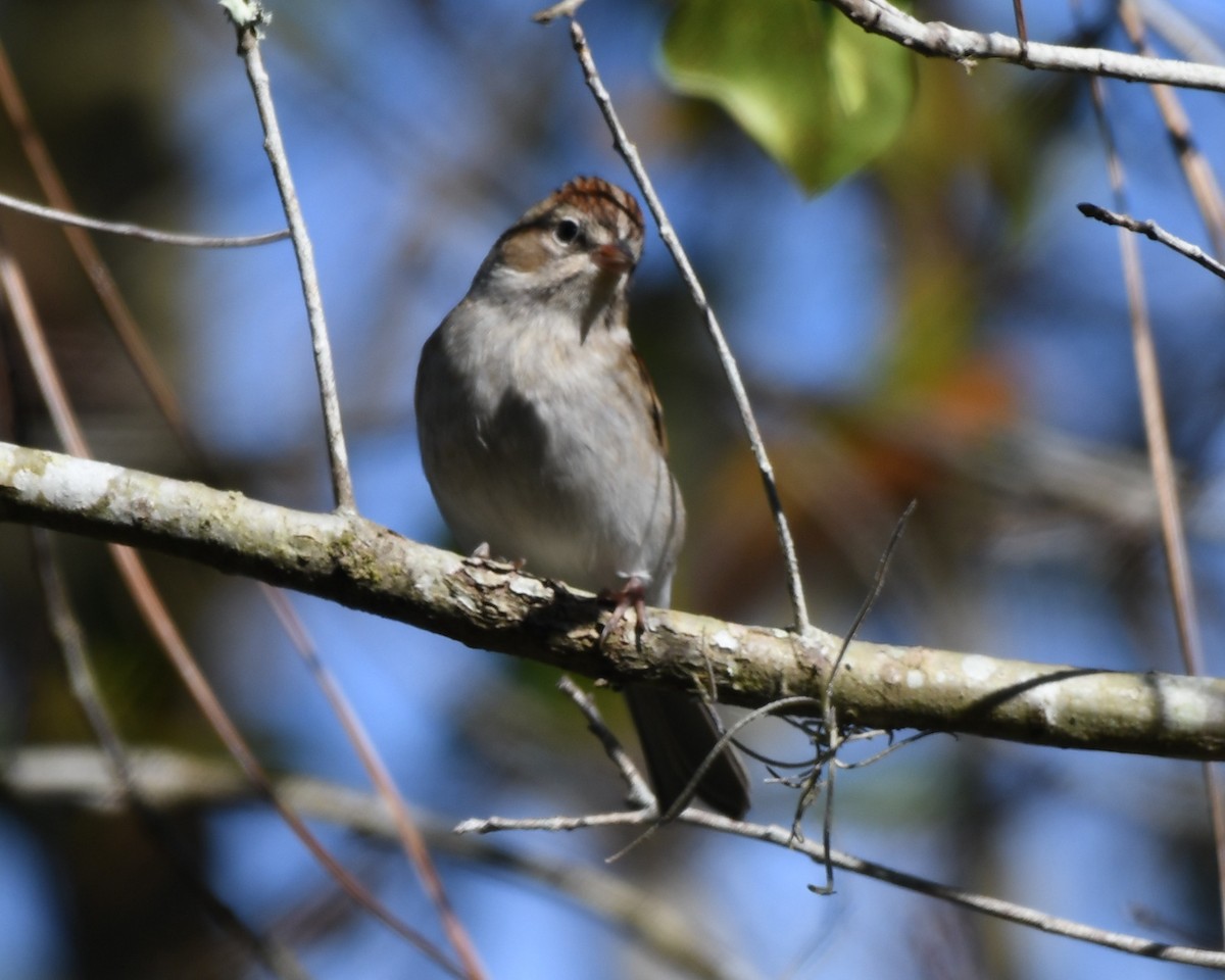 Chipping Sparrow - ML294985471