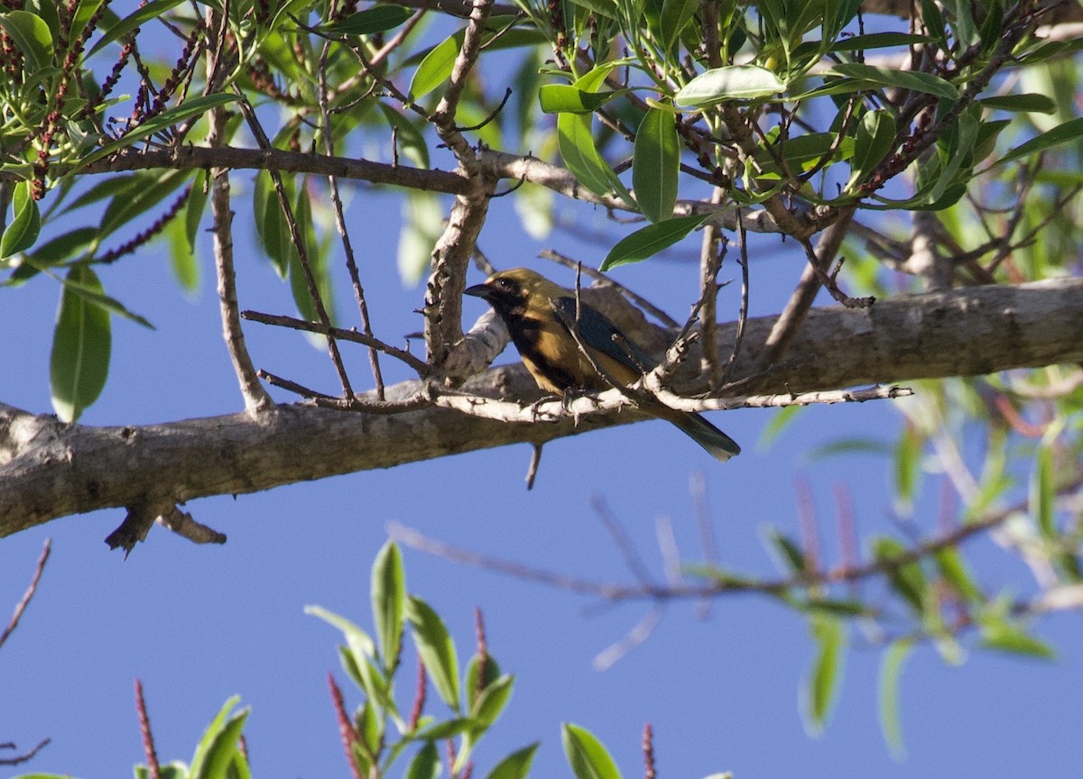 Burnished-buff Tanager - ML294996111