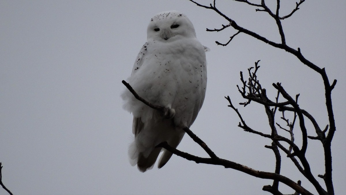 Snowy Owl - ML295002861