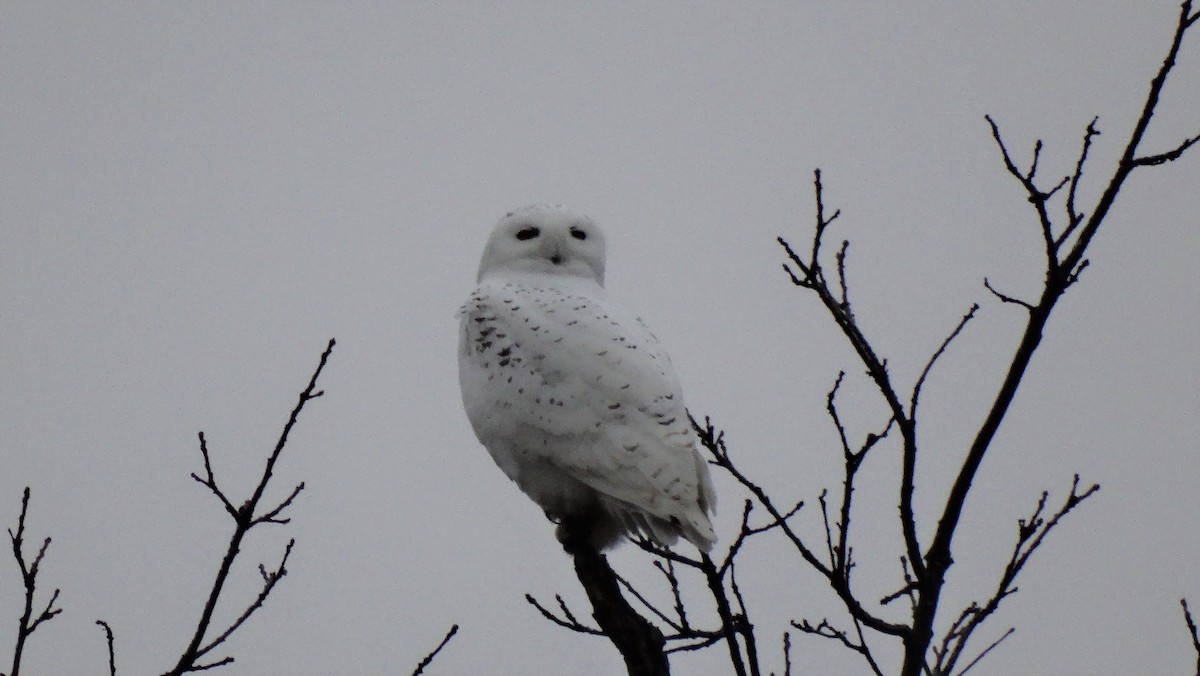 Snowy Owl - ML295002891