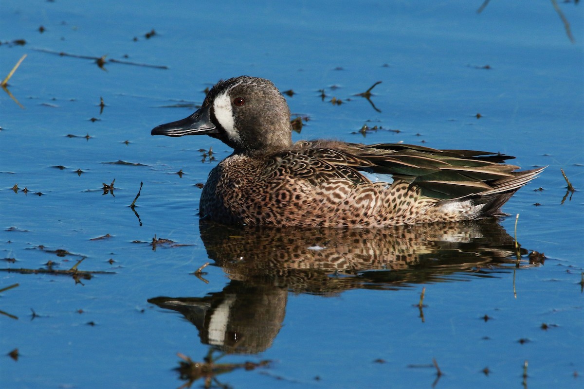 Blue-winged Teal - ML295004601