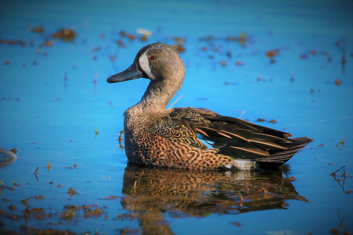 Blue-winged Teal - ML295004951