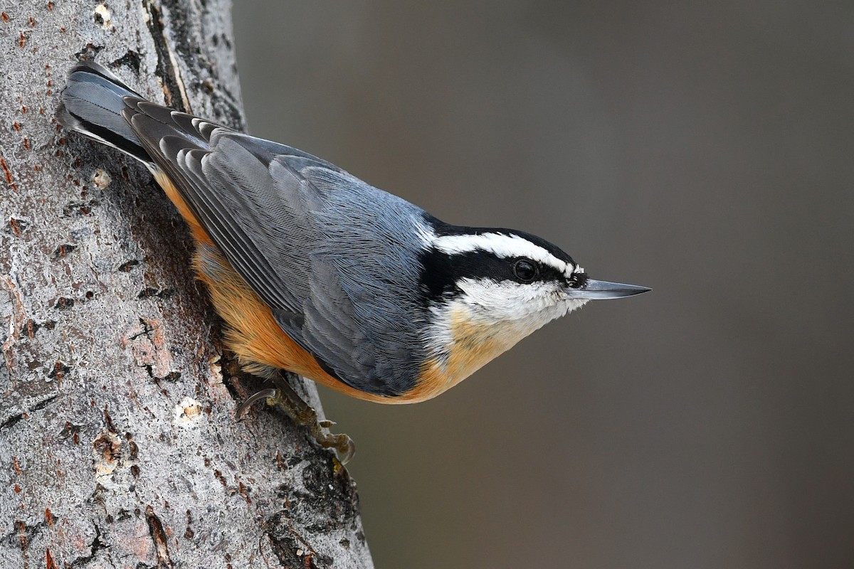 Red-breasted Nuthatch - ML295022181
