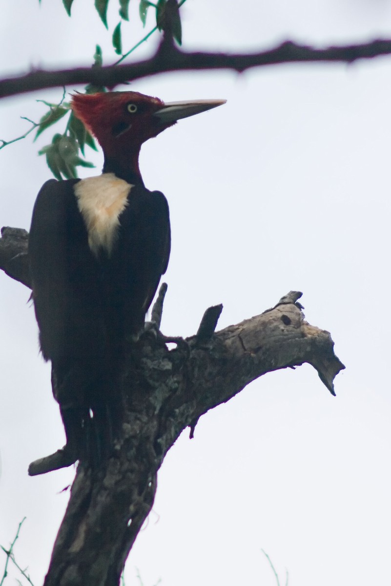 Cream-backed Woodpecker - Gabriel Reinoso Franchino
