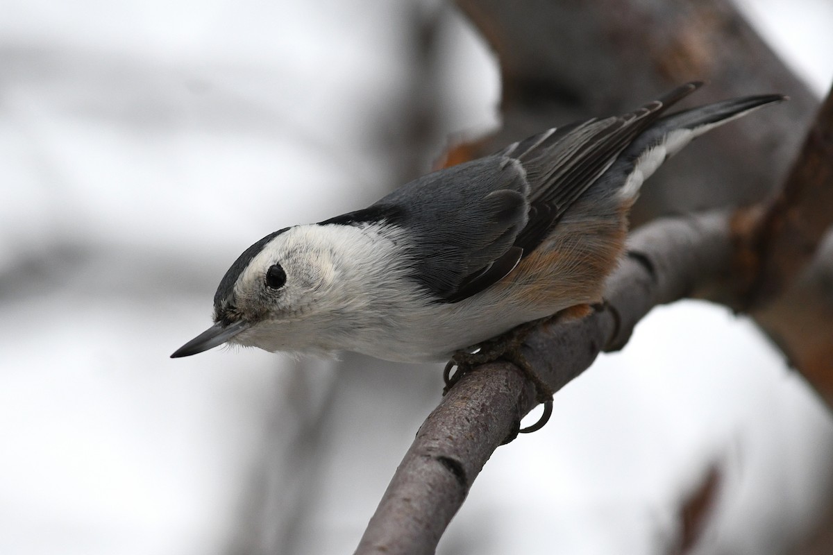 White-breasted Nuthatch - David M. Bell