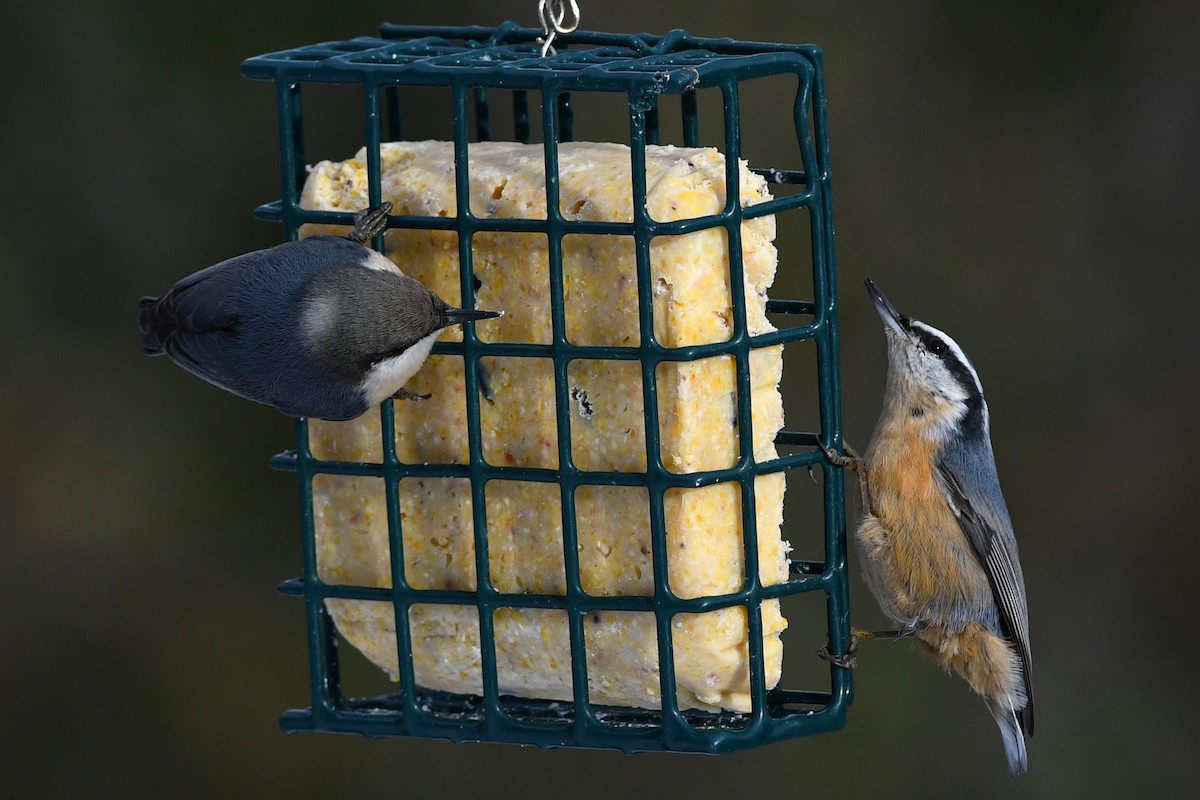 Red-breasted Nuthatch - ML295022491