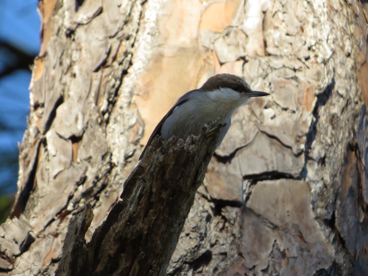 Brown-headed Nuthatch - ML295022841