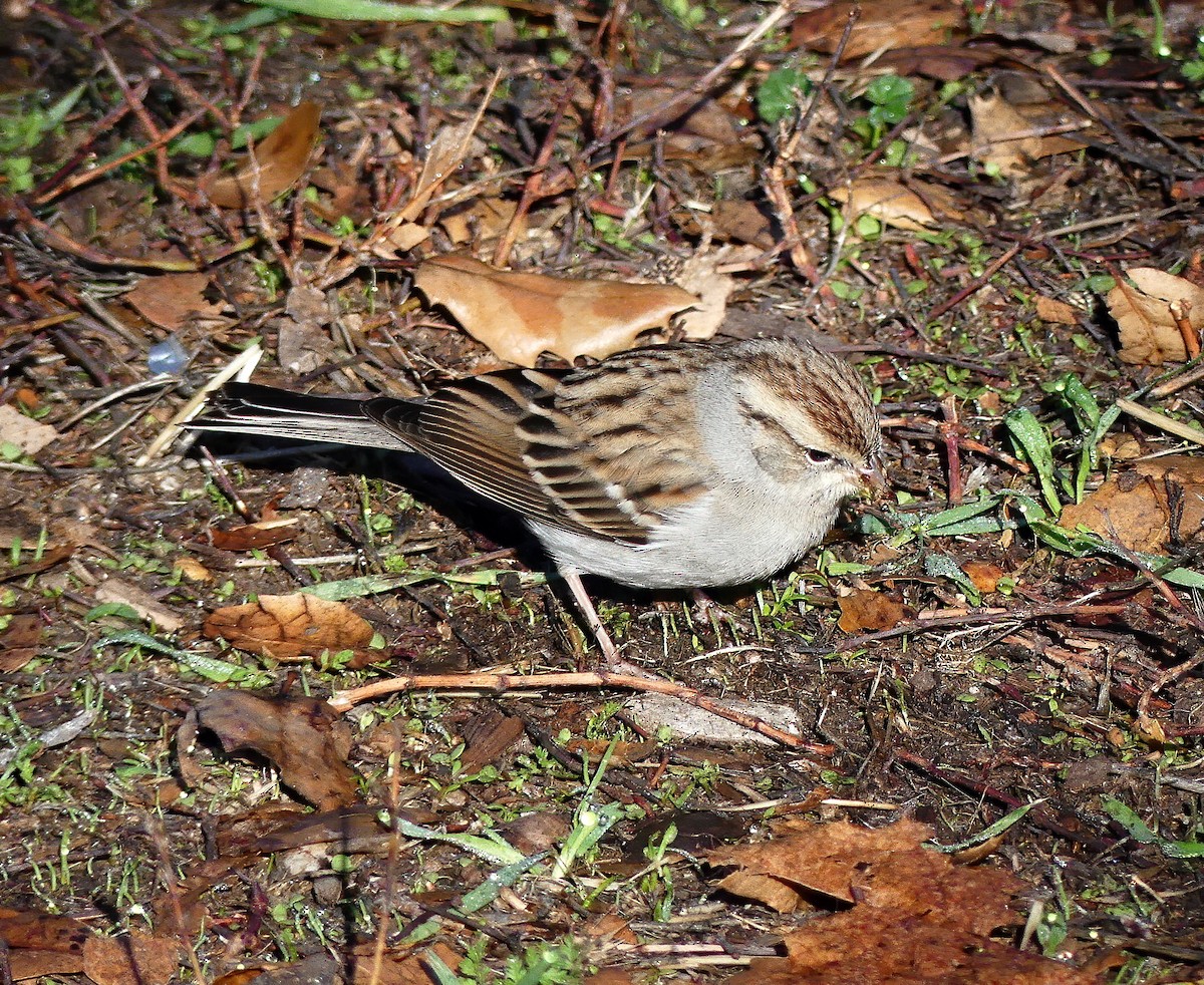 Chipping Sparrow - ML295023241