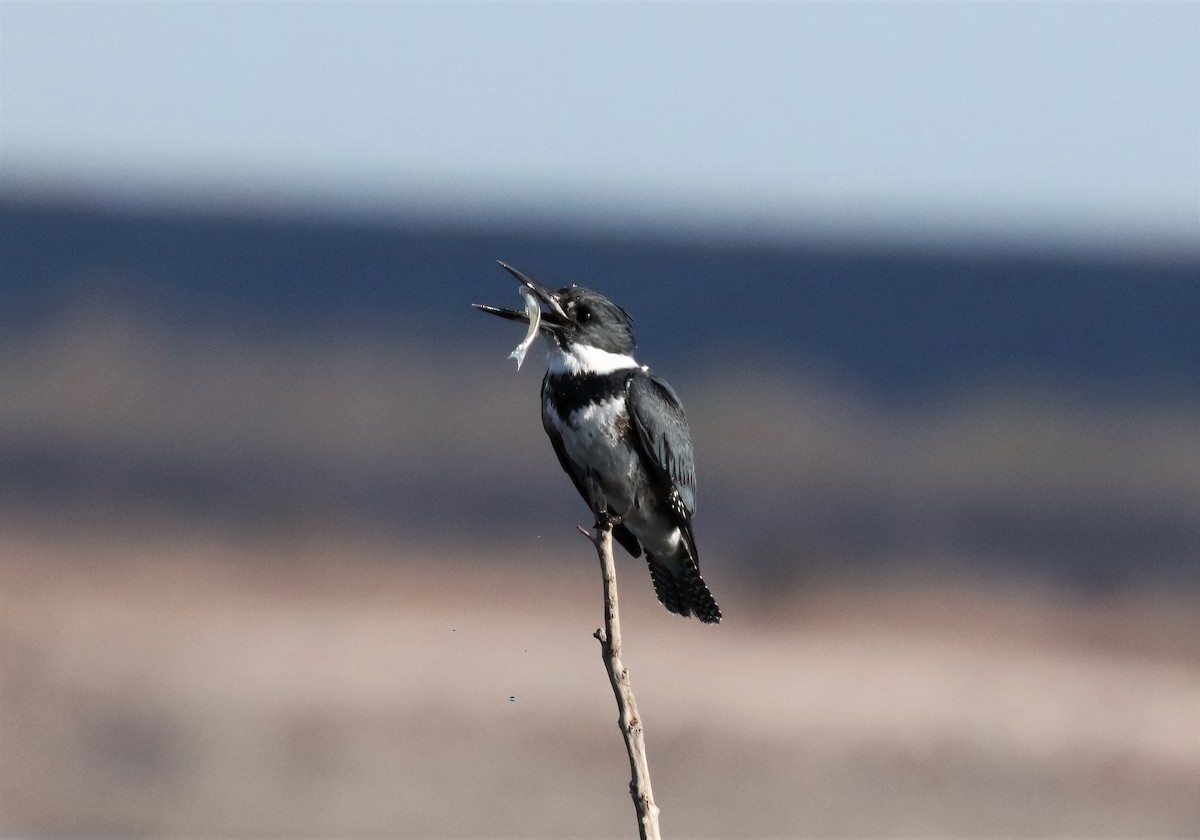 Belted Kingfisher - ML295024191