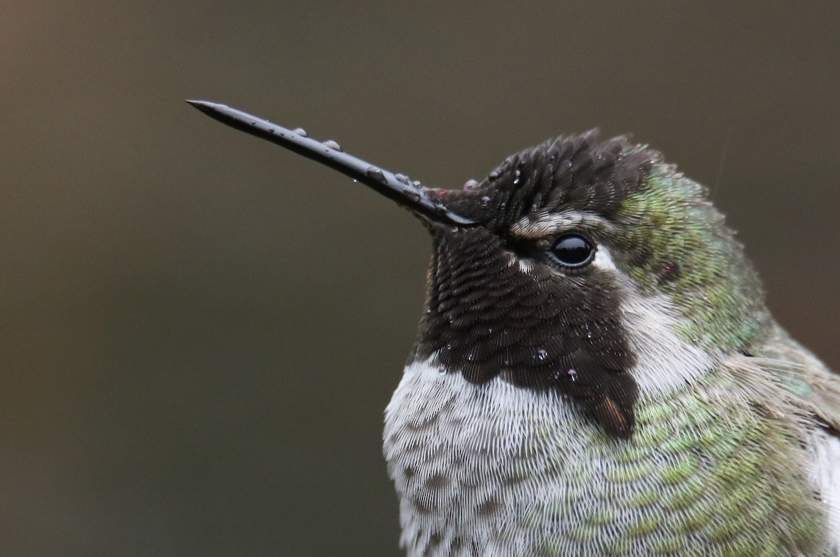 Anna's Hummingbird - Liam Hutcheson