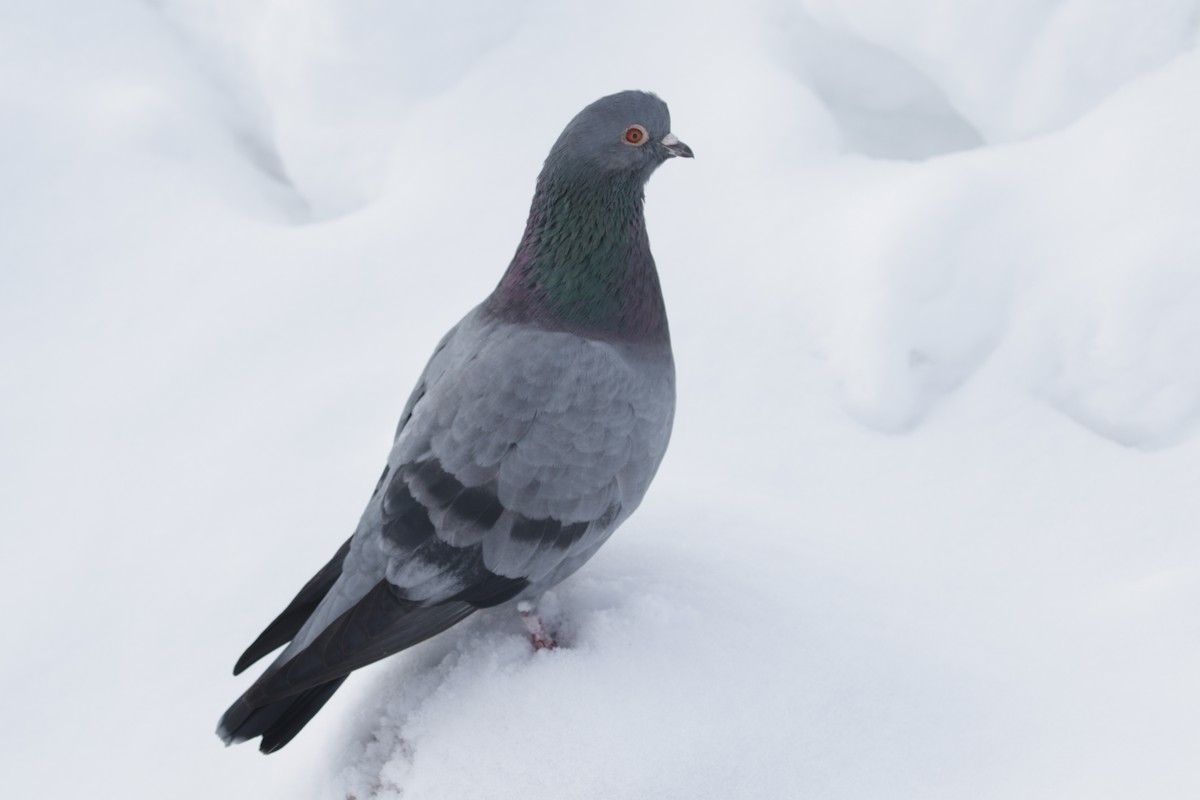 Rock Pigeon (Feral Pigeon) - ML295024361