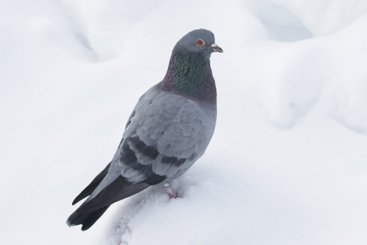 Rock Pigeon (Feral Pigeon) - ML295024521