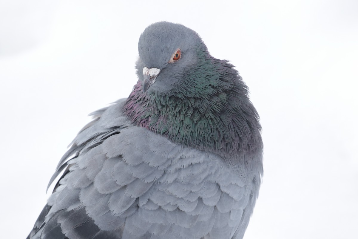 Rock Pigeon (Feral Pigeon) - ML295024591