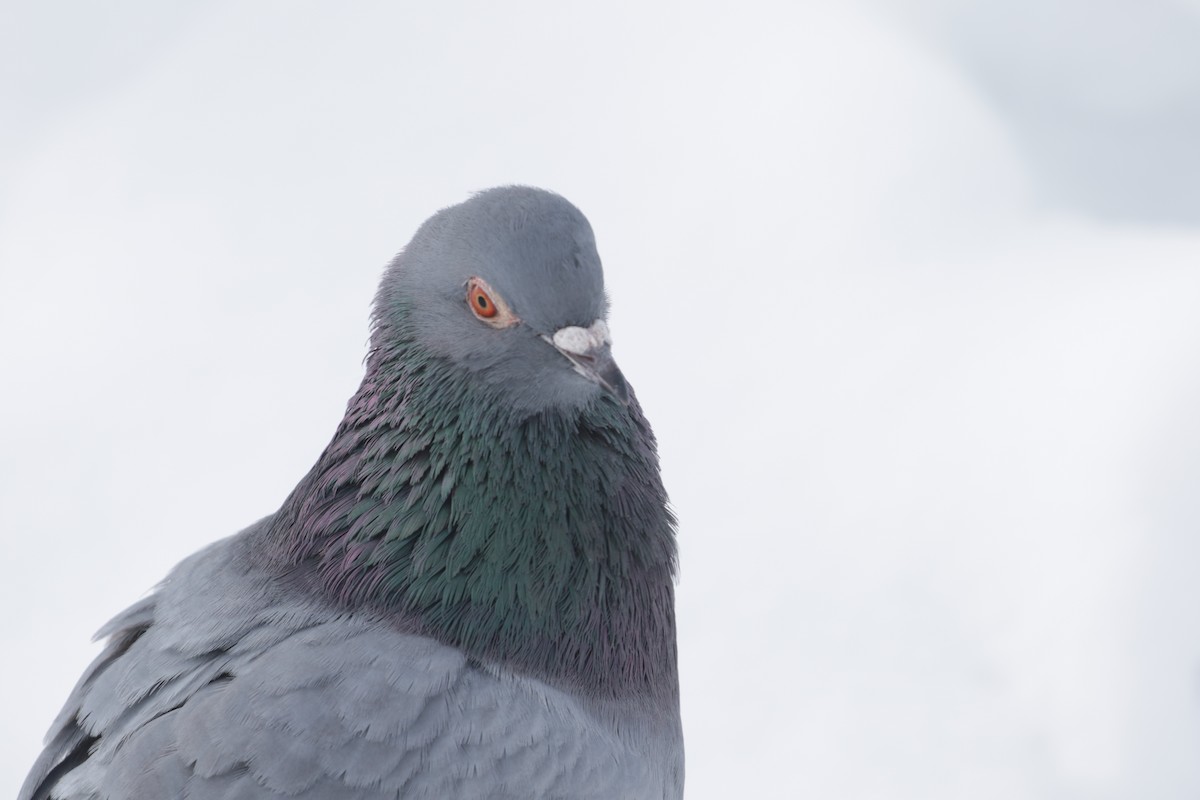Rock Pigeon (Feral Pigeon) - ML295024641
