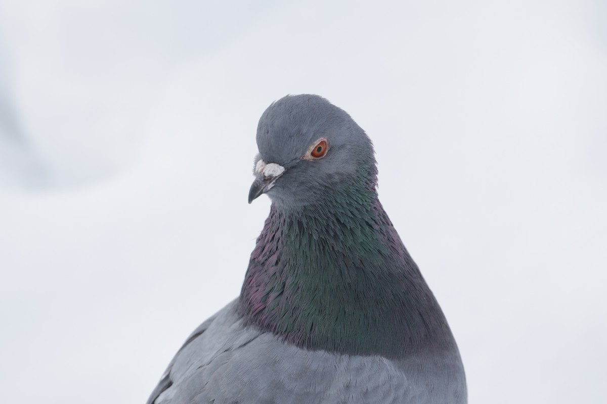 Rock Pigeon (Feral Pigeon) - ML295024671