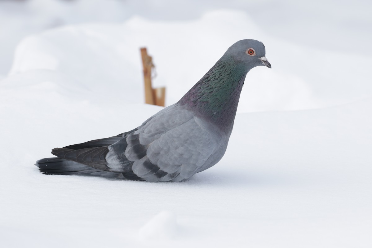 Rock Pigeon (Feral Pigeon) - ML295024711