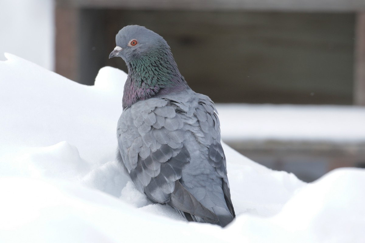 Rock Pigeon (Feral Pigeon) - ML295025591