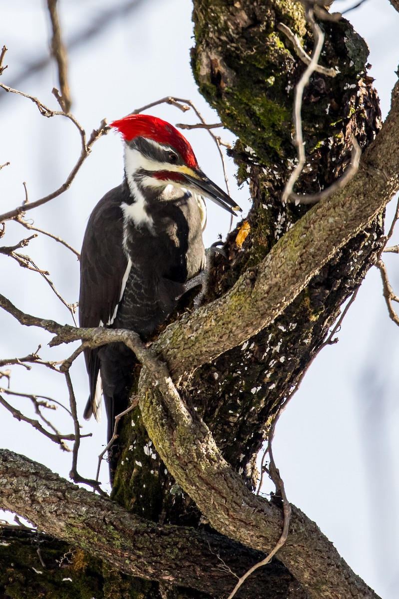 Pileated Woodpecker - JC Avena