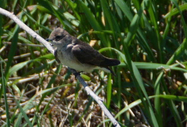Northern Rough-winged Swallow - "Chia" Cory Chiappone ⚡️