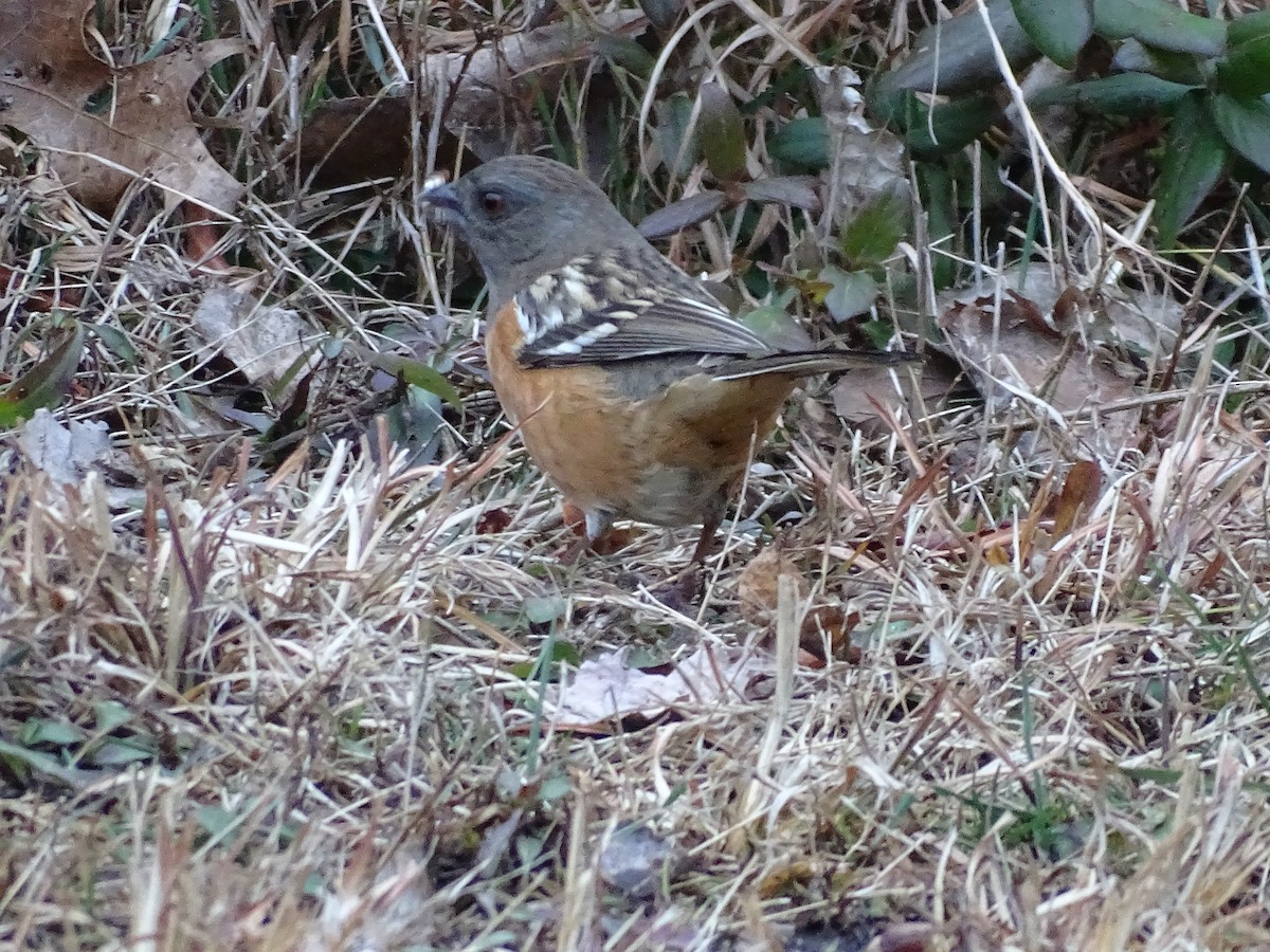 Spotted Towhee - ML295041541
