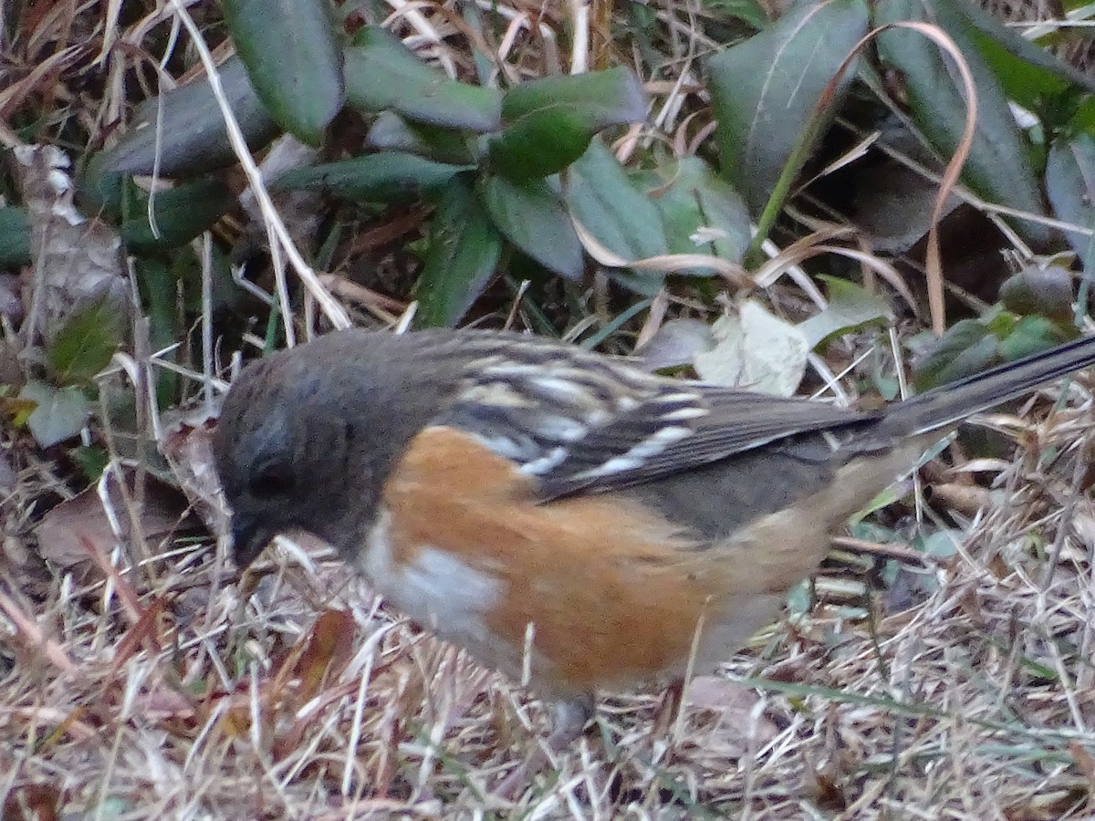 Spotted Towhee - ML295041571