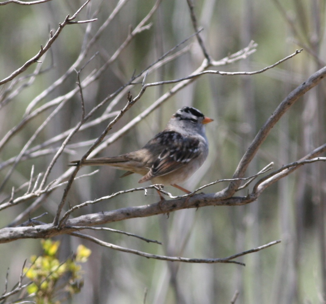 White-crowned Sparrow - ML29504171