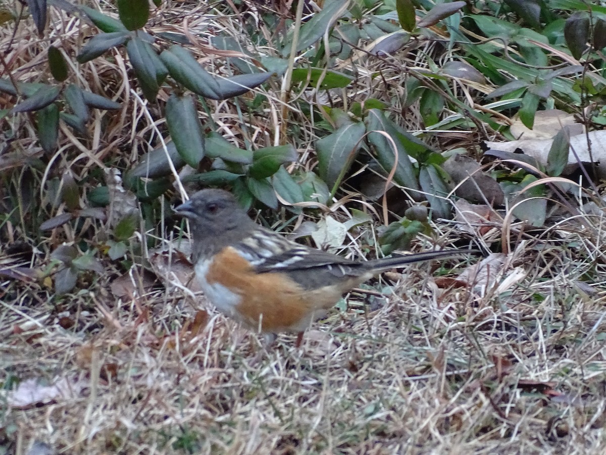 Spotted Towhee - ML295041731