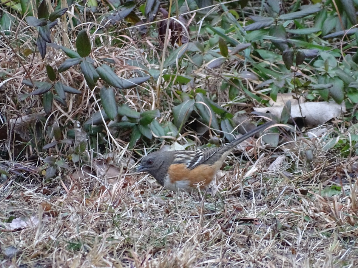 Spotted Towhee - ML295041821