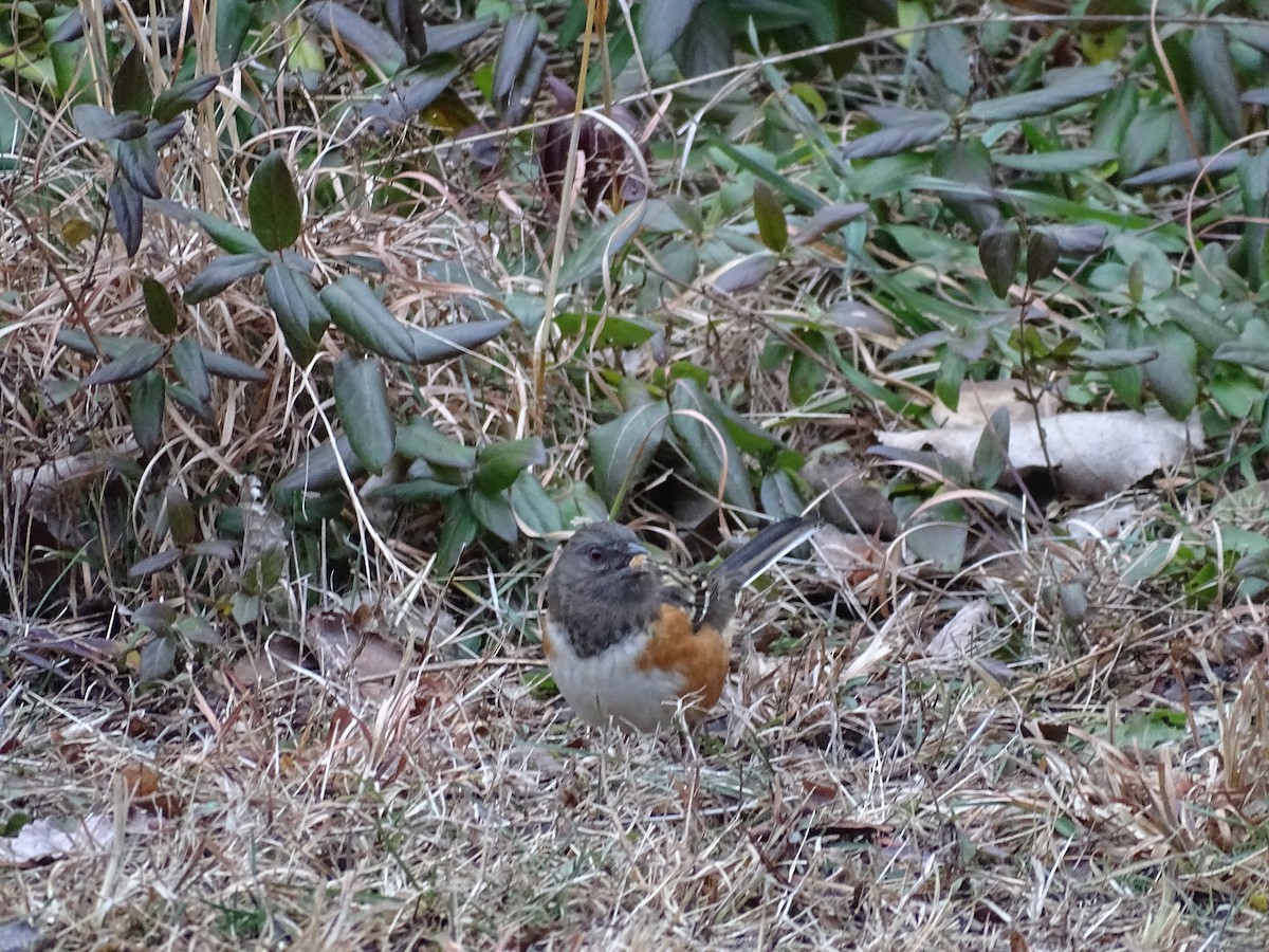 Spotted Towhee - ML295041911